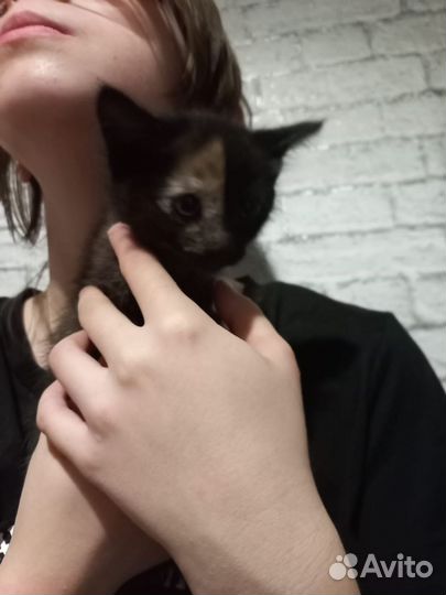 Котята отдам бесплатно