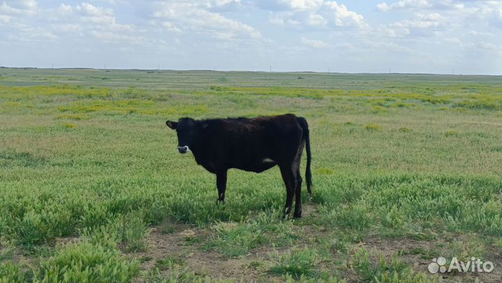 Корова и телята