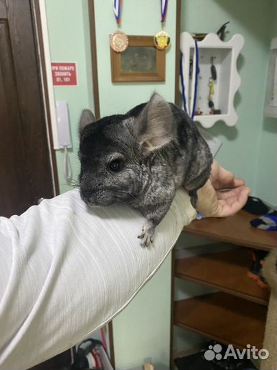 Шиншилы с клеткой