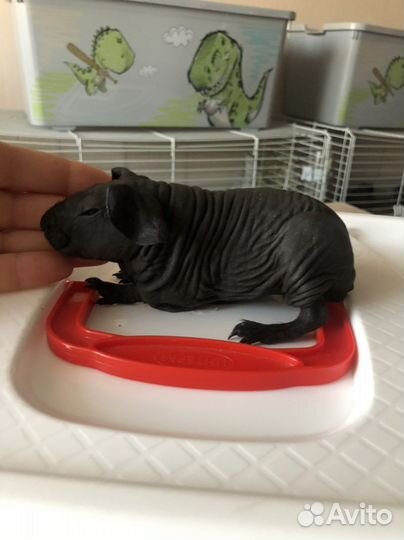 Морская свинка скинни малыши