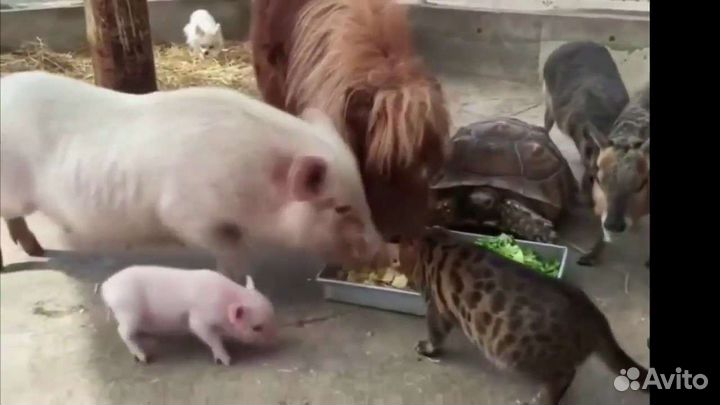 Еда для животных