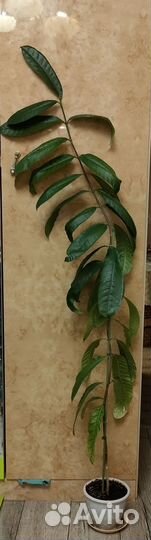 Строфантус Гратус