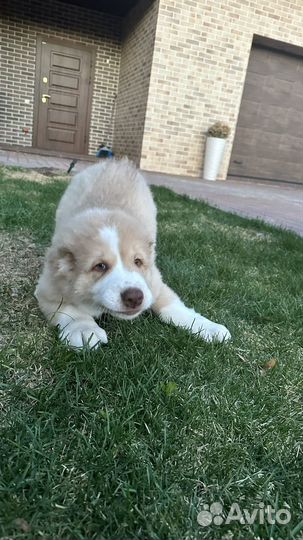 Среднеазиатская овчарка алабай щенки