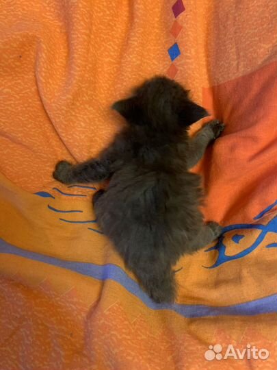 Котята от Снежаны