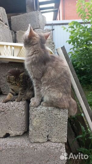 Котята