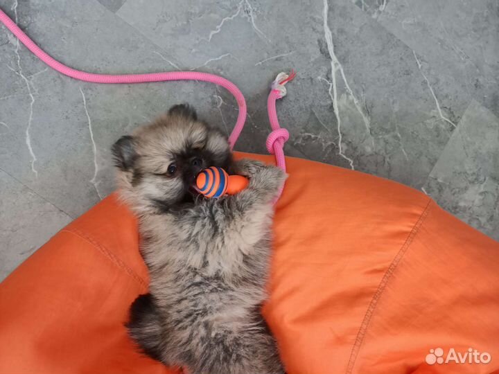 Немецкий шпиц вязка