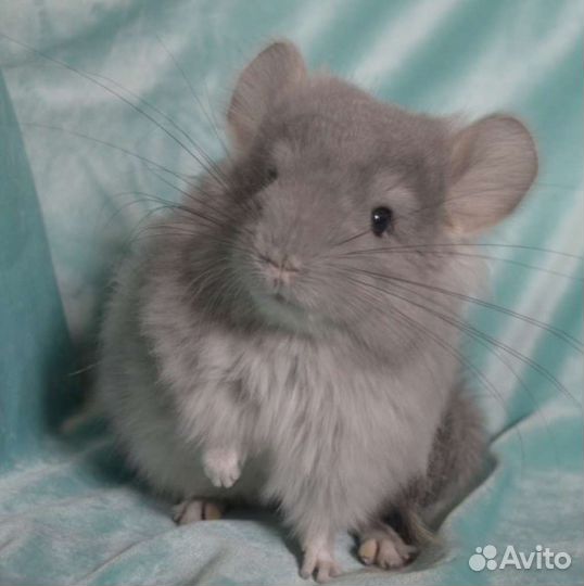 Шиншилла ангора самка