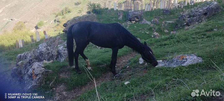 Продаётся жеребец