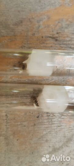 Муравьи, матка и расплод