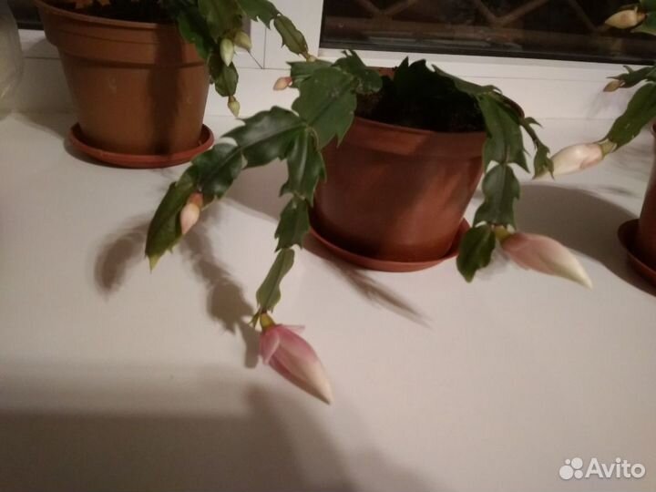 Цветок декабрист бело- розовый