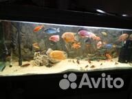 Боции клоуны большие и цихлиды северумы.дельфины.а