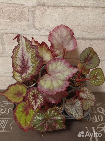 Бегония декоративно лиственная