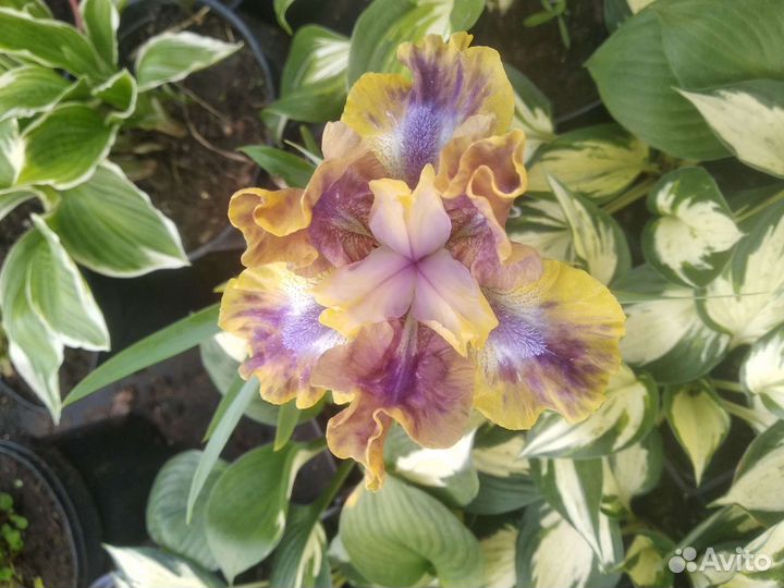 Ирисы сортовые