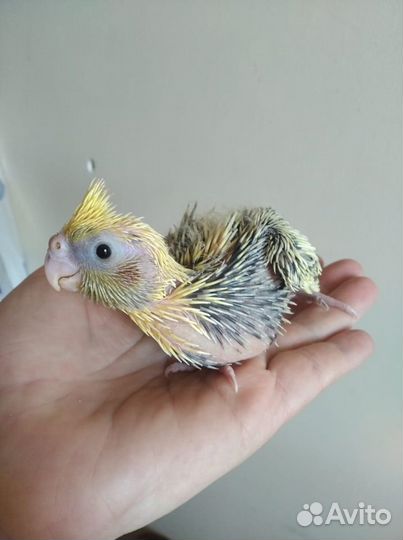 Птенцы корелл