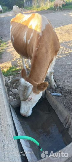 Корова