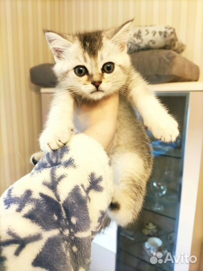 Шотландский котенок скоттиш страйт