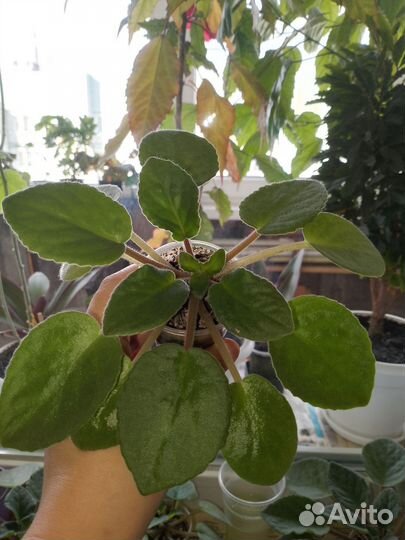 Отдам бесплатно комнатные цветы