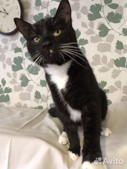 Лимбо 2,5 года