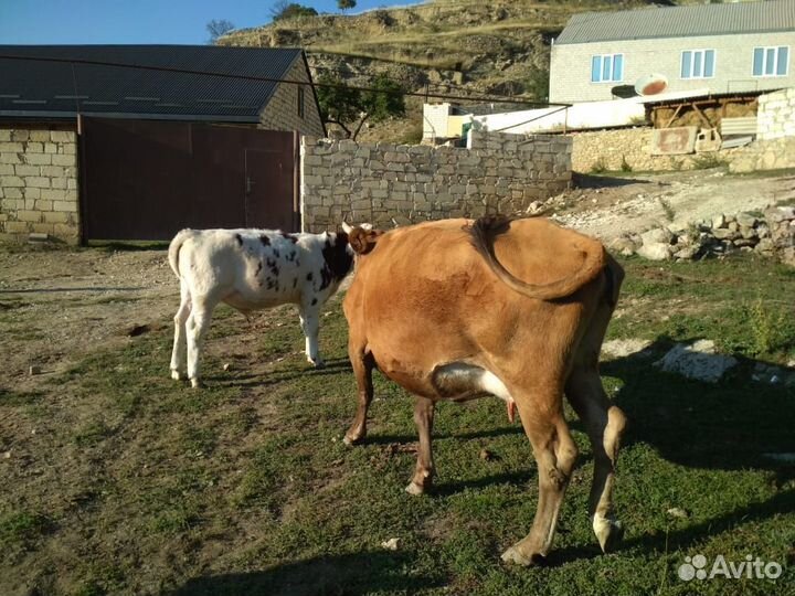 Корова с бычком