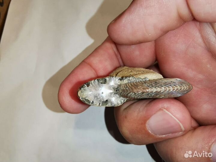 Аммонит Quenstedtoceras lamberti 52 мм