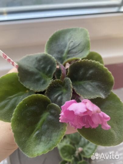 Фиалка, цветущие детки