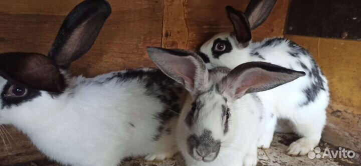 Кролики бабочка