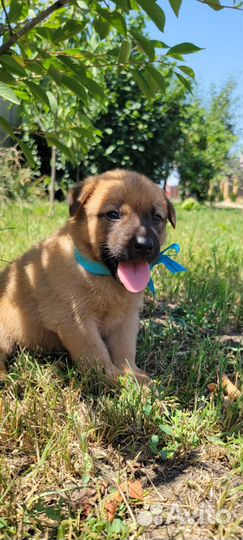 Отдам бесплатно щенки