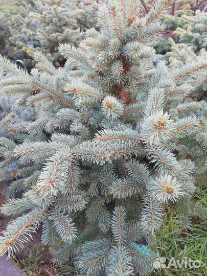 Продаю Голубые Ели