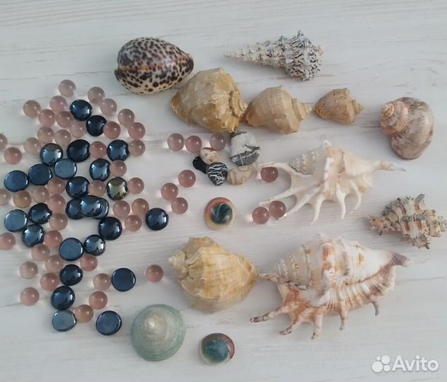 Ракушки для аквариума