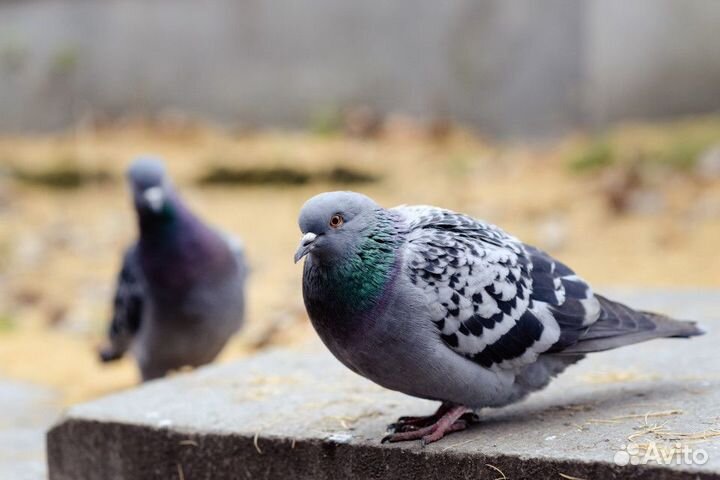 Голубиный помет