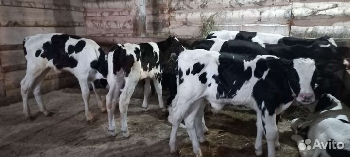 Бычки элитные