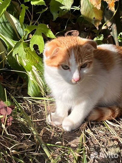 Вислоухий кот