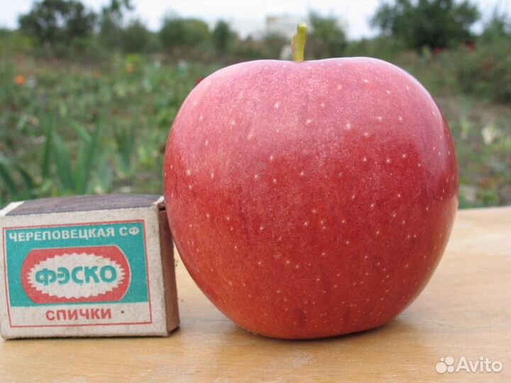 Саженцы плодовых