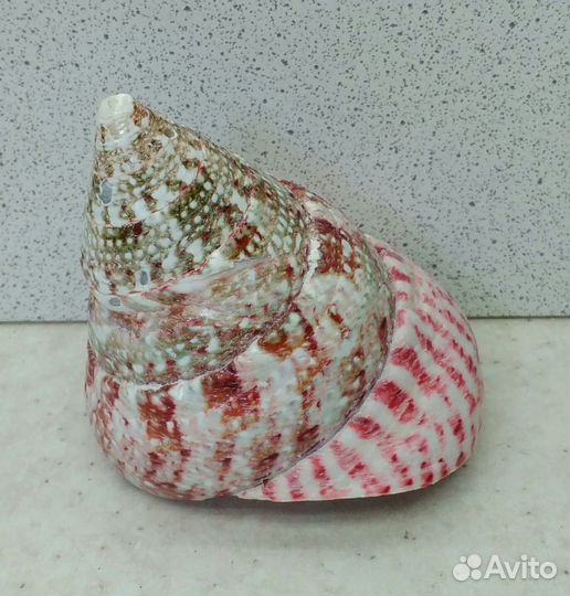 Трохус красный 5,6*6,7 морская ракушка раковина