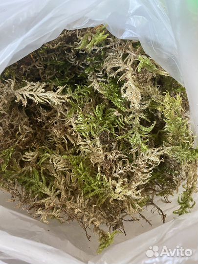 Мох лесной живой, 1л