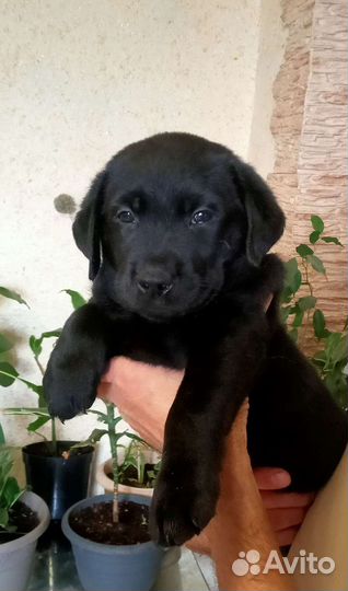 Щенки лабрадора