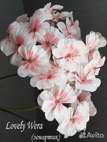 Пеларгония герань сортовая