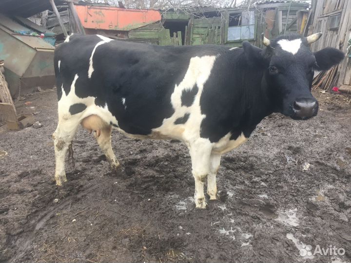 Продам корову