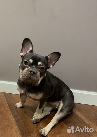 Французский бульдог