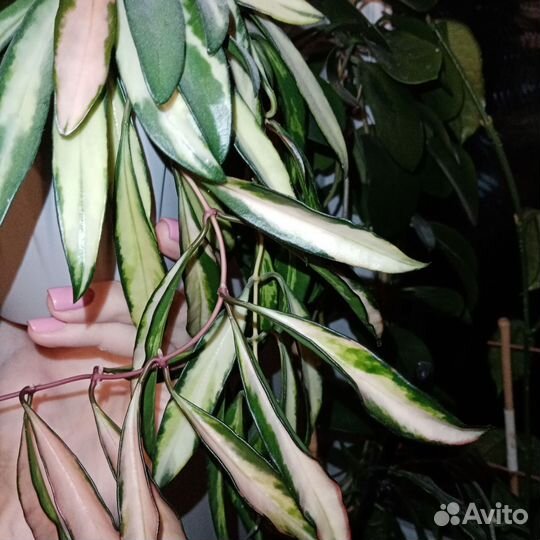 Хойя свежие срезы