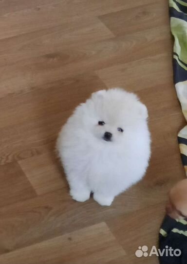 Померанский шпиц,есть выбор