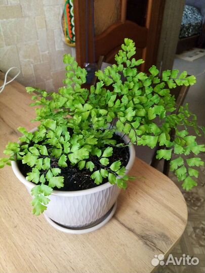 Кордилина, венерин ус