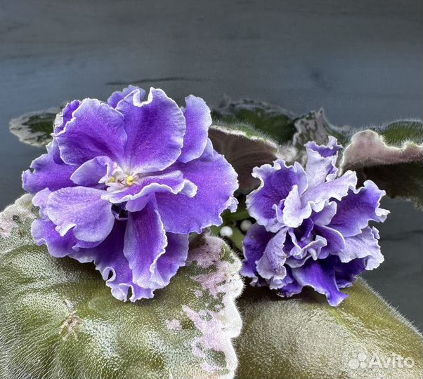 Фиалка (детки, стартеры)