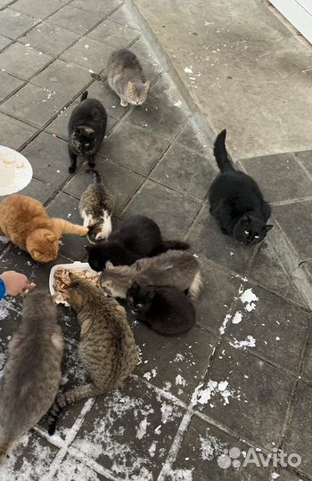 Котики, коты, кошки