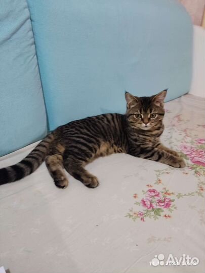 Кот