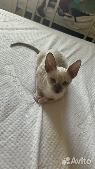 Девочка Корниш-рекс