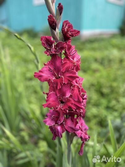 Гладиолусы луковицы