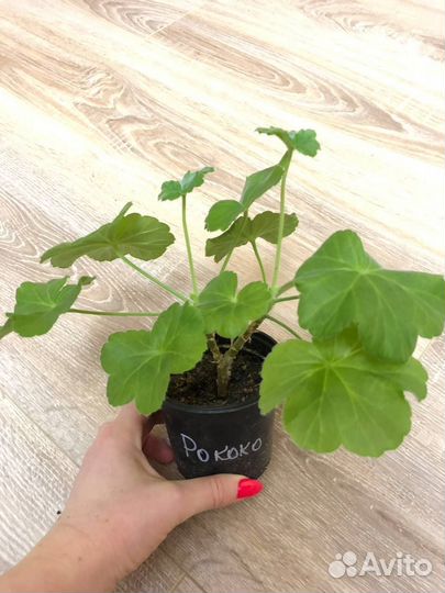 Пеларгония рококо