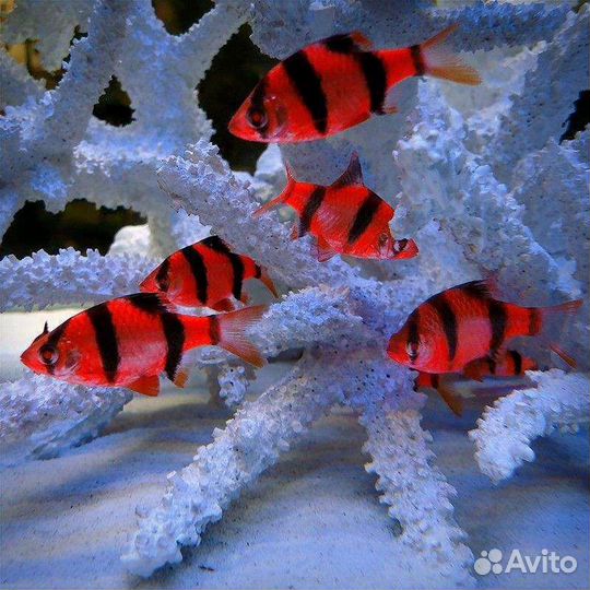 Аквариумные рыбки