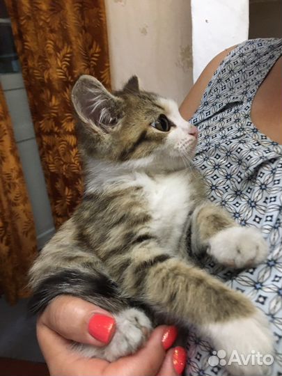 Котята в добрые руки (поселок Роза)